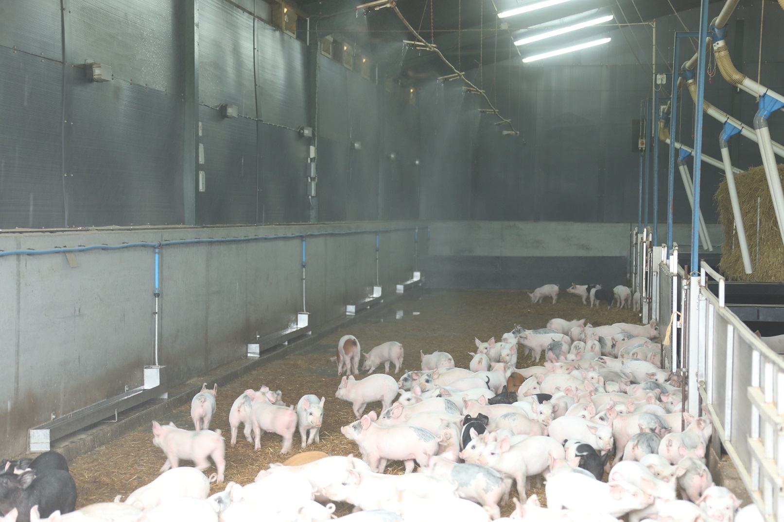 Mister to keep pigs cool during hot periods